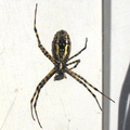 2024-09-16 17.53.02 Banded Garden Spider (Argiope trifasciata) in bright sunlight in web against house, eating